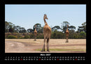 Giraffen Fotokalender 2027 - 3