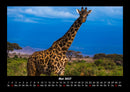 Giraffen Fotokalender 2027 - 5