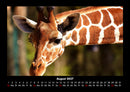 Giraffen Fotokalender 2027 - 8