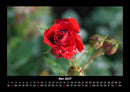 Rosentraum Fotokalender 2027 - 5