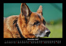 Tierkalender Fotokalender 2027 - 11