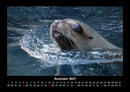 Tierkalender Fotokalender 2027 - 12