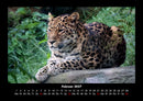 Tierkalender Fotokalender 2027 - 2