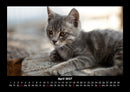 Tierkalender Fotokalender 2027 - 4