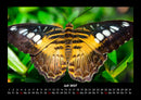 Tierkalender Fotokalender 2027 - 7