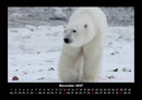 Pinguine & Eisbären Fotokalender 2027 - 11