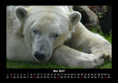 Pinguine & Eisbären Fotokalender 2027 - 5