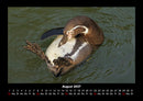 Pinguine & Eisbären Fotokalender 2027 - 8