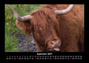 Kuhkalender Fotokalender 2027 - 9