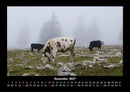 Kuhkalender Fotokalender 2027 - 12