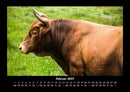 Kuhkalender Fotokalender 2027 - 2