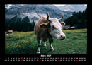 Kuhkalender Fotokalender 2027 - 3
