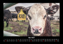 Kuhkalender Fotokalender 2027 - 5
