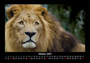 Löwen in der Wildnis Fotokalender 2027 - 10
