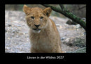 Löwen in der Wildnis Fotokalender 2027 - Hauptbild