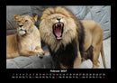 Löwen in der Wildnis Fotokalender 2027 - 2