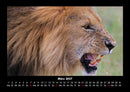 Löwen in der Wildnis Fotokalender 2027 - 3