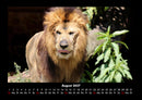 Löwen in der Wildnis Fotokalender 2027 - 8