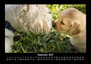 Hunde Fotokalender 2027 - 9