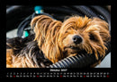 Hunde Fotokalender 2027 - 10