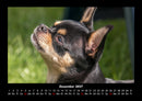 Hunde Fotokalender 2027 - 12