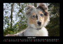 Hunde Fotokalender 2027 - 1