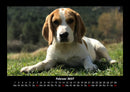Hunde Fotokalender 2027 - 2