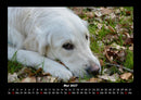 Hunde Fotokalender 2027 - 5
