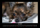 Hunde Fotokalender 2027 - 6