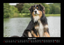 Hunde Fotokalender 2027 - 8