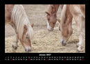 Pferdetraum Fotokalender 2027 - 1