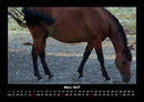 Pferdetraum Fotokalender 2027 - 3