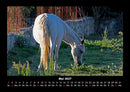Pferdetraum Fotokalender 2027 - 5