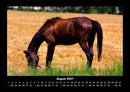 Pferdetraum Fotokalender 2027 - 8