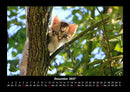Bäume Fotokalender 2027 - 12