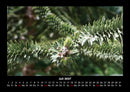 Bäume Fotokalender 2027 - 7