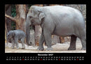 Der Elefantenkalender Fotokalender 2027 - 11