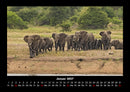 Der Elefantenkalender Fotokalender 2027 - 1