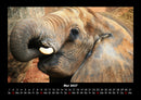 Der Elefantenkalender Fotokalender 2027 - 5