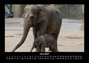 Der Elefantenkalender Fotokalender 2027 - 6