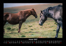Die Welt der Pferde Fotokalender 2027 - 1