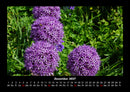 Blumenkalender Fotokalender 2027 - 12