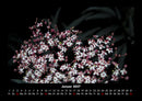 Blumenkalender Fotokalender 2027 - 1