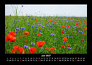 Blumenkalender Fotokalender 2027 - 6