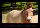 Pferde Kalender Fotokalender 2027 - 2