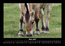 Pferde Kalender Fotokalender 2027 - 3