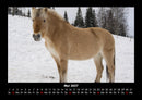 Pferde Kalender Fotokalender 2027 - 5