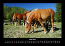 Pferde Kalender Fotokalender 2027 - 6