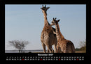 Giraffen Fotokalender 2027 - 11