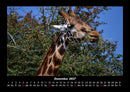 Giraffen Fotokalender 2027 - 12